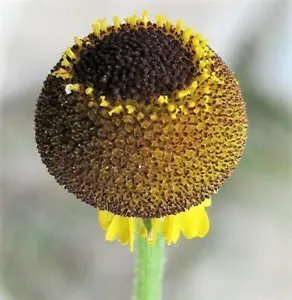 50 Rosilla Helenium Puberulum Autumn Lollipop Sneezeweed Daisy Flower Herb Seeds Fresh Garden