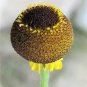 50 Rosilla Helenium Puberulum Autumn Lollipop Sneezeweed Daisy Flower Herb Seeds Fresh Garden