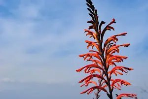 5 African Flag Chasmanthe Floribunda Cornflag Red Orange Hummingbird Flower Seed Fresh Garden