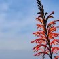 5 African Flag Chasmanthe Floribunda Cornflag Red Orange Hummingbird Flower Seed Fresh Garden