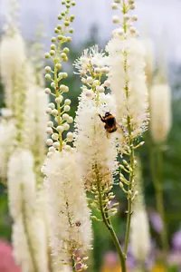 50 Black Cohosh Bugbane Actaea Racemosa Cimicifuga White Shade Flower Herb Seeds Fresh Garden