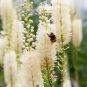 50 Black Cohosh Bugbane Actaea Racemosa Cimicifuga White Shade Flower Herb Seeds Fresh Garden