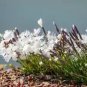 25 Dwarf Little Maiden Dianthus Arenarius F Nanus Fragrant White Flower Seeds Fresh Garden