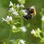 20 Calamint Lesser Calamintha Nepeta Officinalis Herb White Lilac Flower Seeds Fresh Garden