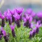 100 French Lavender Butterfly Spanish Topped Lavandula Stoechas Flower Herb Seed Fresh Garden