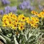 50 Arrowleaf Balsamroot Oregon Sunflower Balsamorhiza Sagittata Flower Seeds Fresh Garden