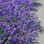 20 Dwarf Munstead Lavender English Lavandula Angustifolia Flower Herb Seeds Fresh Garden