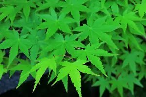 20 Green Japanese Maple Tree Ornamental Acer Palmatum Yellow Fall Foliage Seeds Fresh Garden