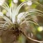 10 Giant Air Plant Tillandsia Utriculata Bromeliad Sun Shade Houseplant Seeds Fresh Garden