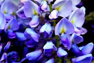5 Blue Chinese Wisteria Sinensis Ornamental Vine Blue Violet Purple Flower Seeds Fresh Garden