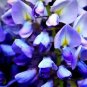 5 Blue Chinese Wisteria Sinensis Ornamental Vine Blue Violet Purple Flower Seeds Fresh Garden