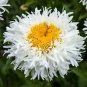 30 Double Crazy Daisy Leucanthemum Superbum 3" Frizzled White Shasta Flower Seed Fresh Garden