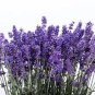 300 Italian Lavender Lavandula Angustifolia Blue Purple Flower Herb Seeds Fresh Garden