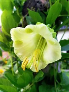 5 White Cathedral Bells Vine Cup & Saucer Cobaea Scandens Alba Flower Seeds Fresh Garden