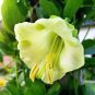 5 White Cathedral Bells Vine Cup & Saucer Cobaea Scandens Alba Flower Seeds Fresh Garden