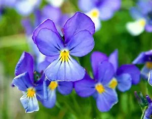 25 Corsican Violet Viola Corsica Blue Purple Yellow Eye Shade Sun Flower Seeds Fresh Garden