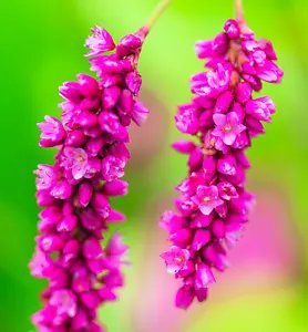 10 Kiss Me Over The Gate Polygonum Orientale Persicaria Pink Flower Seeds Fresh Garden
