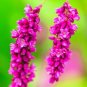 10 Kiss Me Over The Gate Polygonum Orientale Persicaria Pink Flower Seeds Fresh Garden