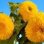 100 Double Dwarf Sungold Sunflower Helianthus Yellow Teddy Bear Flower Seeds Fresh Garden