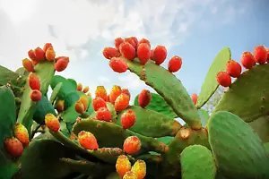 10 Orange Prickly Pear Cactus Indian Fig Opuntia Ficus Indica Fruit Flower Seeds Fresh Garden
