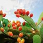 10 Orange Prickly Pear Cactus Indian Fig Opuntia Ficus Indica Fruit Flower Seeds Fresh Garden