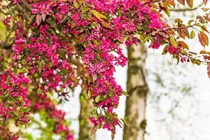 25 Red Flowering Currant Ribes Sanguineum Blue Black Berry Fruit Shrub Seeds Fresh Garden