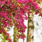 25 Red Flowering Currant Ribes Sanguineum Blue Black Berry Fruit Shrub Seeds Fresh Garden