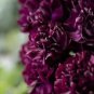 50 Black Carnation King Of Blacks Dianthus Caryophyllus Grenadin Flower Seeds Fresh Garden