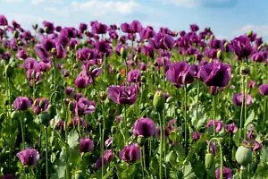 500 Lauren'S Grape Poppy Purple Papaver Bicolor Flower Seeds Fresh Garden