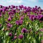 500 Lauren'S Grape Poppy Purple Papaver Bicolor Flower Seeds Fresh Garden