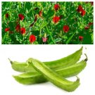 50 Asparagus Pea Winged Pea Lotus Tetragonolobus Red Flower Vegetable Seeds Fresh Garden