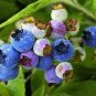50 Lowbush Blueberry Vaccinium Angustifolium Blue Berry Fruit Dwarf Shrub Seeds Fresh Garden
