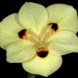 20 Yellow African Iris Fortnight Lily Dietes Bicolor Butterfly Flag Flower Seeds Fresh Garden