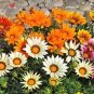 30 Mixed Colors Gazania Rigens Treasure Flower Seeds Fresh Garden