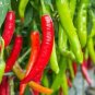 100 Big Jim Pepper Green To Red Big 12" Chili Mild Heat Capsicum Vegetable Seeds Fresh Garden