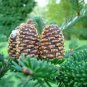 20 Fraser Fir Tree Abies Fraseri Christmas Tree Southern Balsam Fir Native Seeds Fresh Garden