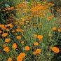 250 Orange Marguerite Daisy Anthemis Sancti Johannis Chamomile Flower Herb Seeds Fresh Garden