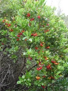 25 Strawberry Tree Edible Red Berry Tree Arbutus Unedo Seeds Irish Killarney Fresh Garden