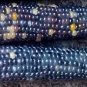 20 Mini Blue Glass Gem Corn Miniature Ornamental Edible Zea Mays Vegetable Seeds Fresh Garden