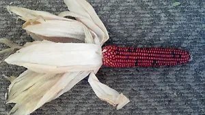 20 Medium 'Burnt Orange' Corn Dark Orange Ornamental Zea Mays Vegetable Seeds Fresh Garden