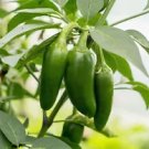 400 Early Jalapeno Pepper Green Medium Hot Chili Capsicum Annuum Vegetable Seeds Fresh Garden