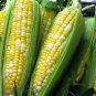 60 Bilicious Bicolor Corn Sweet Yellow & White Zea Mays Vegetable Seeds Sh Fresh Garden
