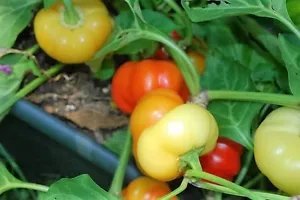 25 Alma Paprika Pepper White Orange Red Hungarian Cherry Capsicum Annuum Seeds Fresh Garden