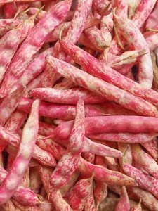 25 Dwarf Horticulture Bean Taylor Long French Phaseolus Vulgaris Vegetable Seeds Fresh Garden
