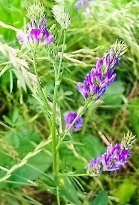 100 Cimarron Alfalfa Medicago Sativa Ground Cover Forage Purple Flower Seeds Fresh Garden