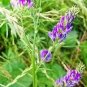100 Cimarron Alfalfa Medicago Sativa Ground Cover Forage Purple Flower Seeds Fresh Garden