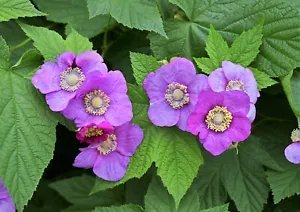 20 Purple Flowering Raspberry Thornless Edible Rubus Odoratus Fruit Berry Seeds Fresh Garden