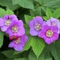 20 Purple Flowering Raspberry Thornless Edible Rubus Odoratus Fruit Berry Seeds Fresh Garden