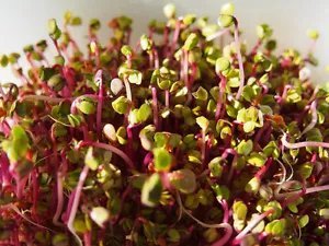 250 Red Arrow Sprouting Radish Minigreen Daikon Raphanus Sativus Vegetable Seeds Fresh Garden