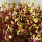 250 Red Arrow Sprouting Radish Minigreen Daikon Raphanus Sativus Vegetable Seeds Fresh Garden